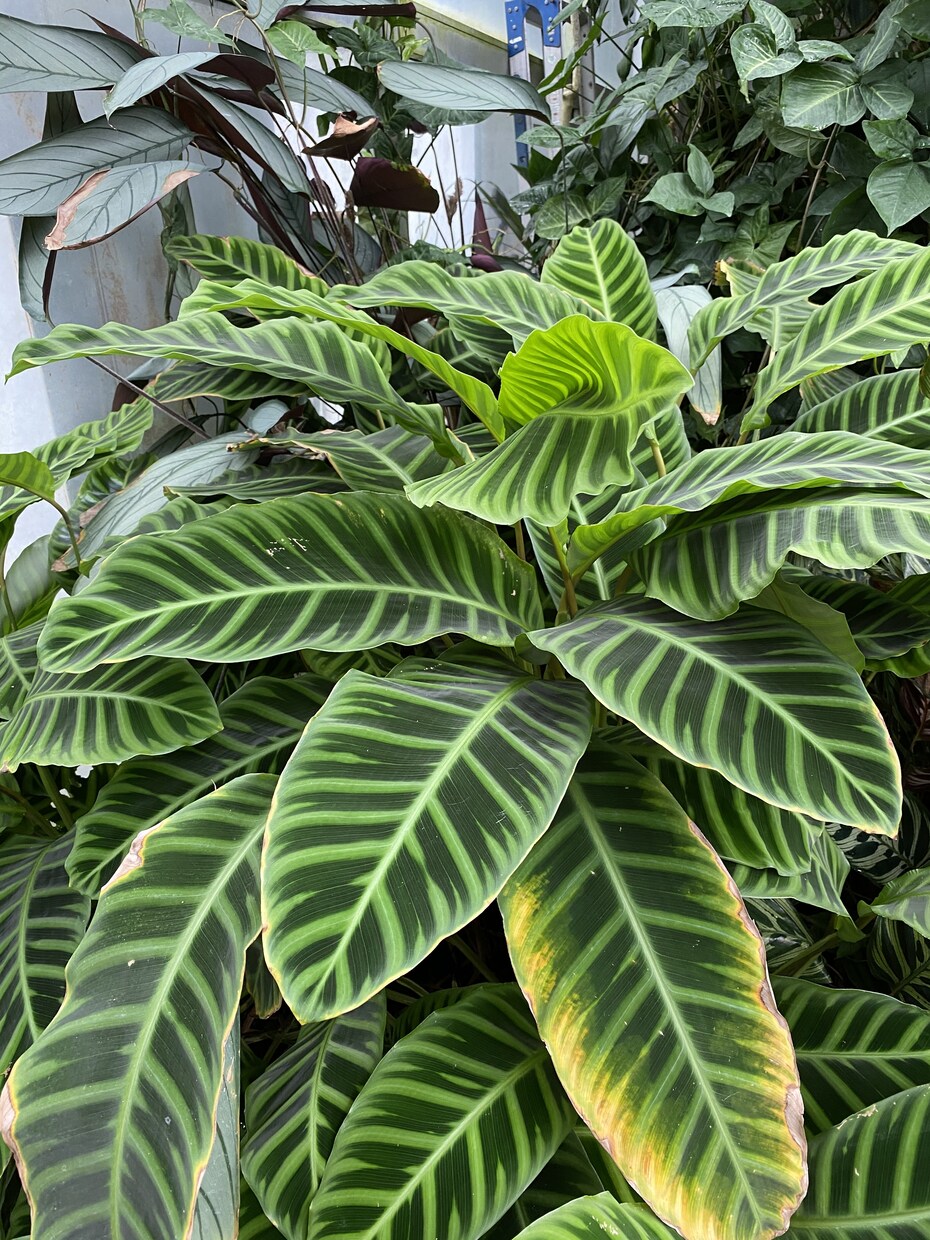 現役植木屋が観葉植物、お花や植栽のアドバイスします 現役で働いてますのでなんでも質問受付てます！ イメージ3