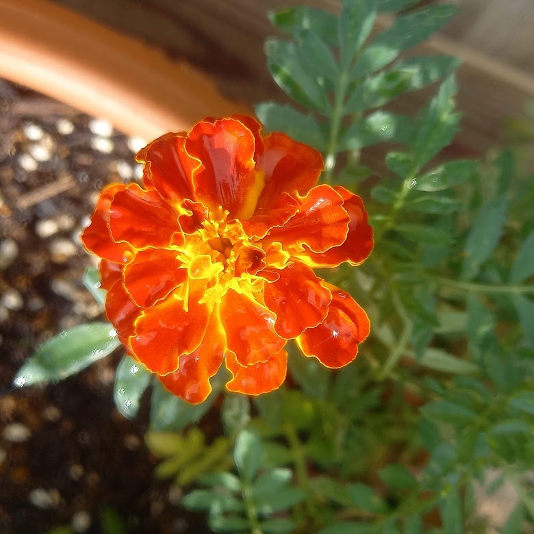 お花からのメッセージをお伝えします 気になったお花のお写真から、お花のメッセージをお伝えします イメージ5