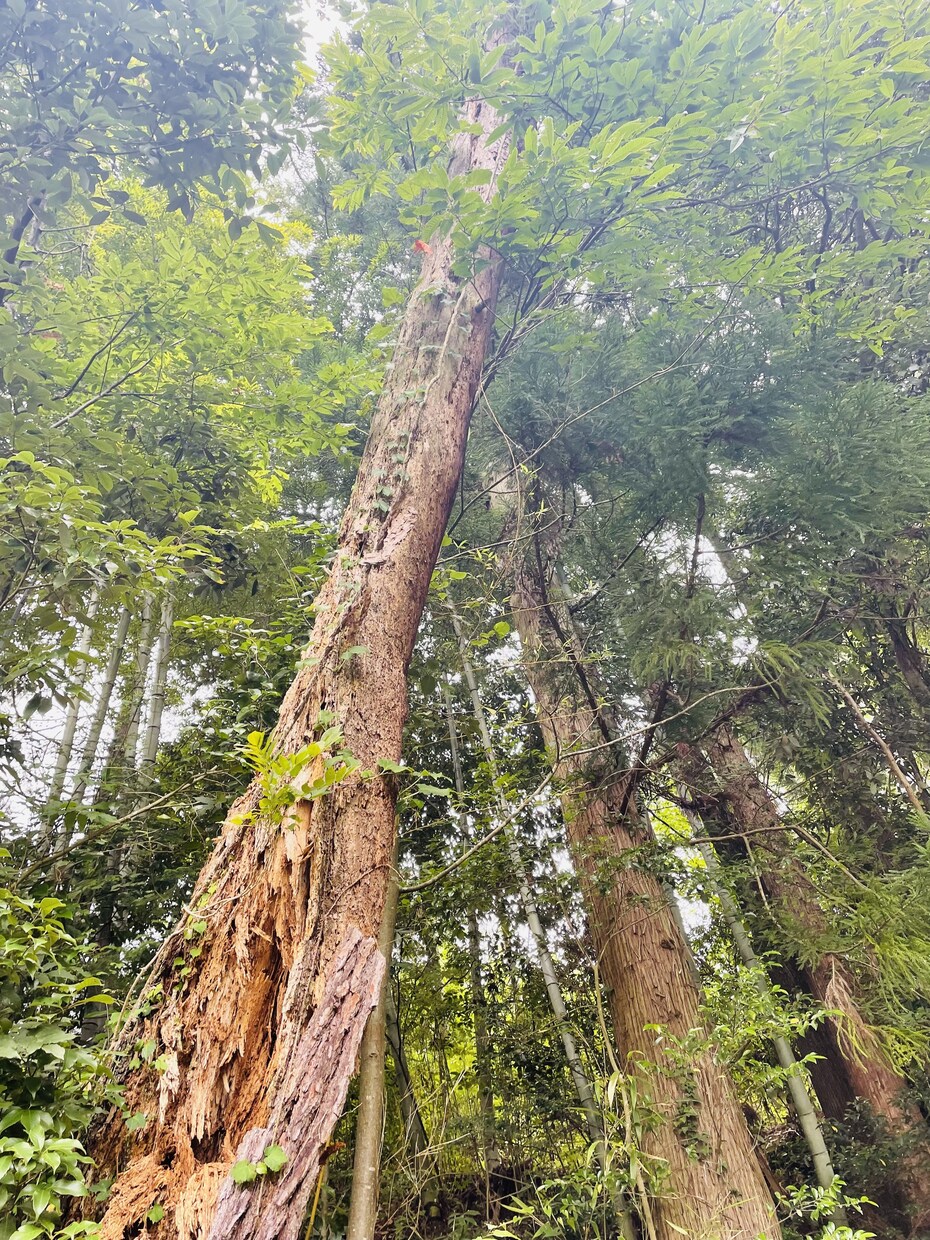 あなたの気持ちに優しく寄り添います 気持ちが軽くなるお手伝いをさせてください♪ イメージ3