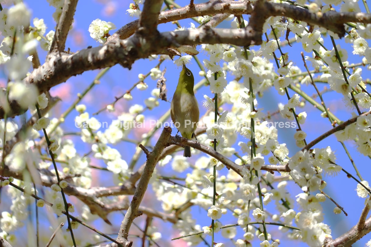 日本各地の風景や植物の写真を提供します シンプルな植物や景色の写真をお探しの方に イメージ1