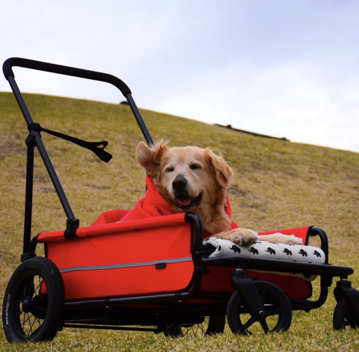 老犬介護士が愛犬の介護のお悩みにお答えします シニア期の愛犬に関する疑問や介護でお悩みのあなたにおすすめ！ イメージ2