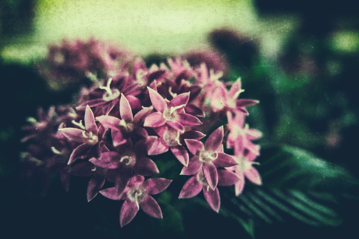 ビジネスタロットをします ビジネスタロットで人生の花を咲かせましょう！ イメージ2