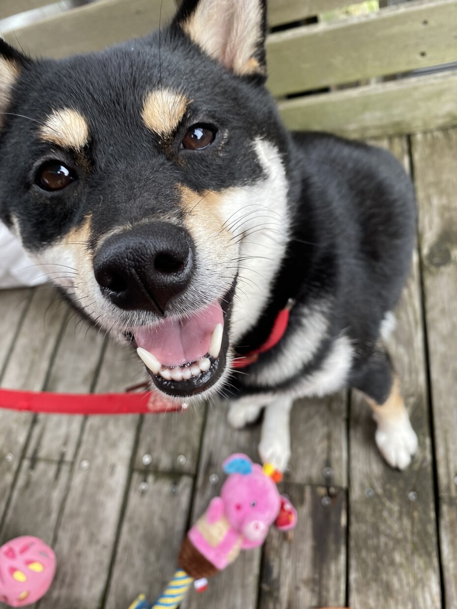 犬猫のことについてなんでも相談します わんちゃんねこちゃんのことなんでも相談！現役ペットショップ イメージ1