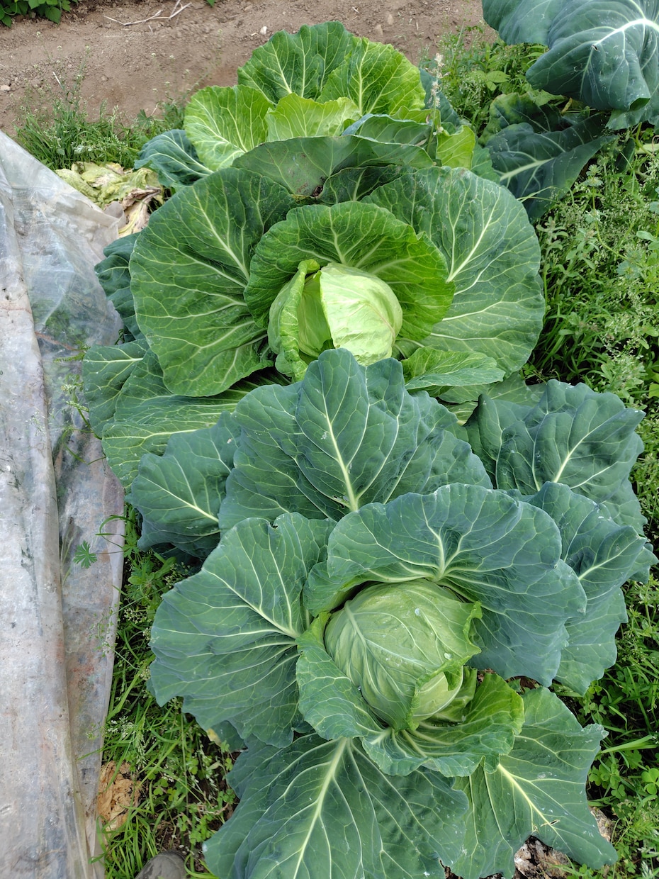通年自然栽培の野菜を販売している農家が教えます 子育て自然栽培農家が土を見ながら自然栽培の悩みを解決 イメージ4