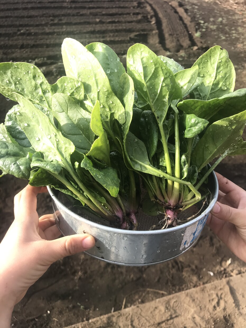 丸１年自給自足する家庭菜園スケジュールお渡しします 葉物野菜を年中切らさない菜園スケジュール表を差し上げます！ イメージ6