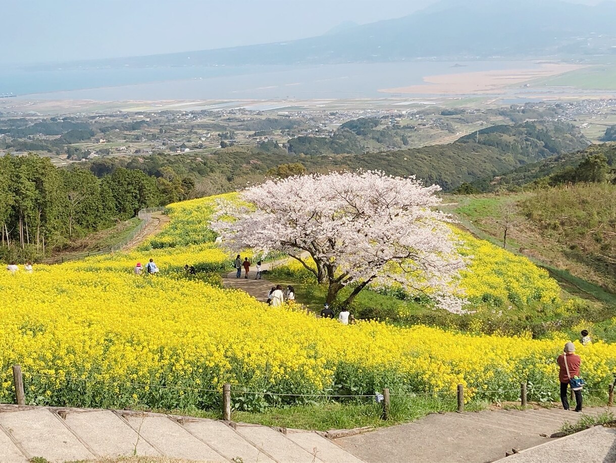 心理資格有。片想いが実る為に必要な心構えを教えます その片想い、辛くても勢い任せはダメ！打つ手を一緒に考えます！ イメージ1