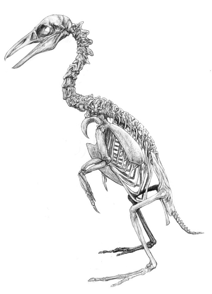 リアルな生物のイラストを作成いたします マニアックな生き物のイラストでグッズ作成や論文等の挿絵に！ イメージ2
