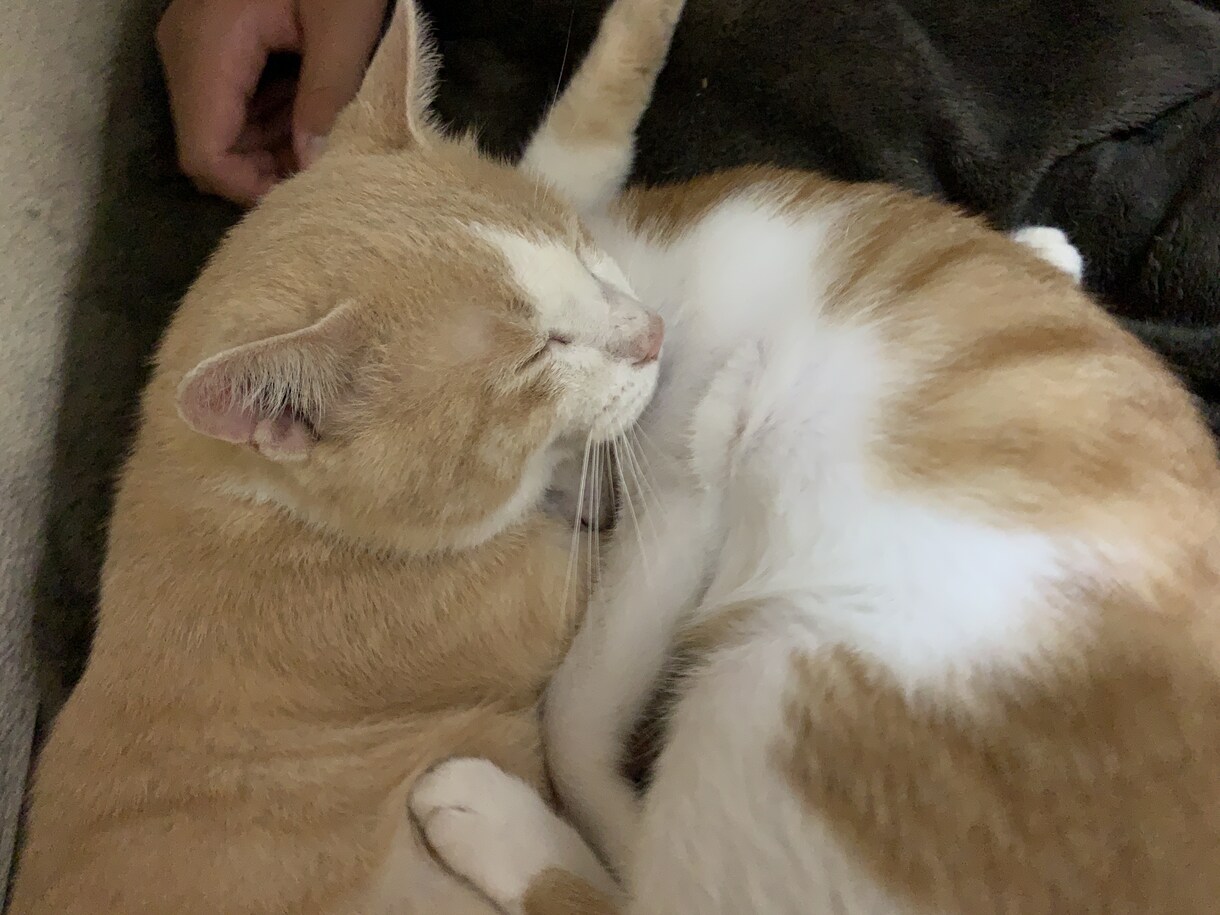 猫の懐かせ方教えます 今までの保護猫数13匹ですので猫の性格は大体分かってきました イメージ3