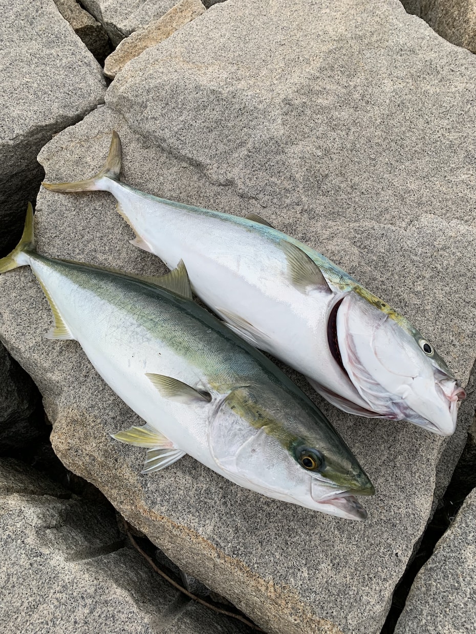 ルアー釣りに興味ある方！仕掛けタックル選び教えます とにかくルアーで釣ってみたい方！ イメージ1