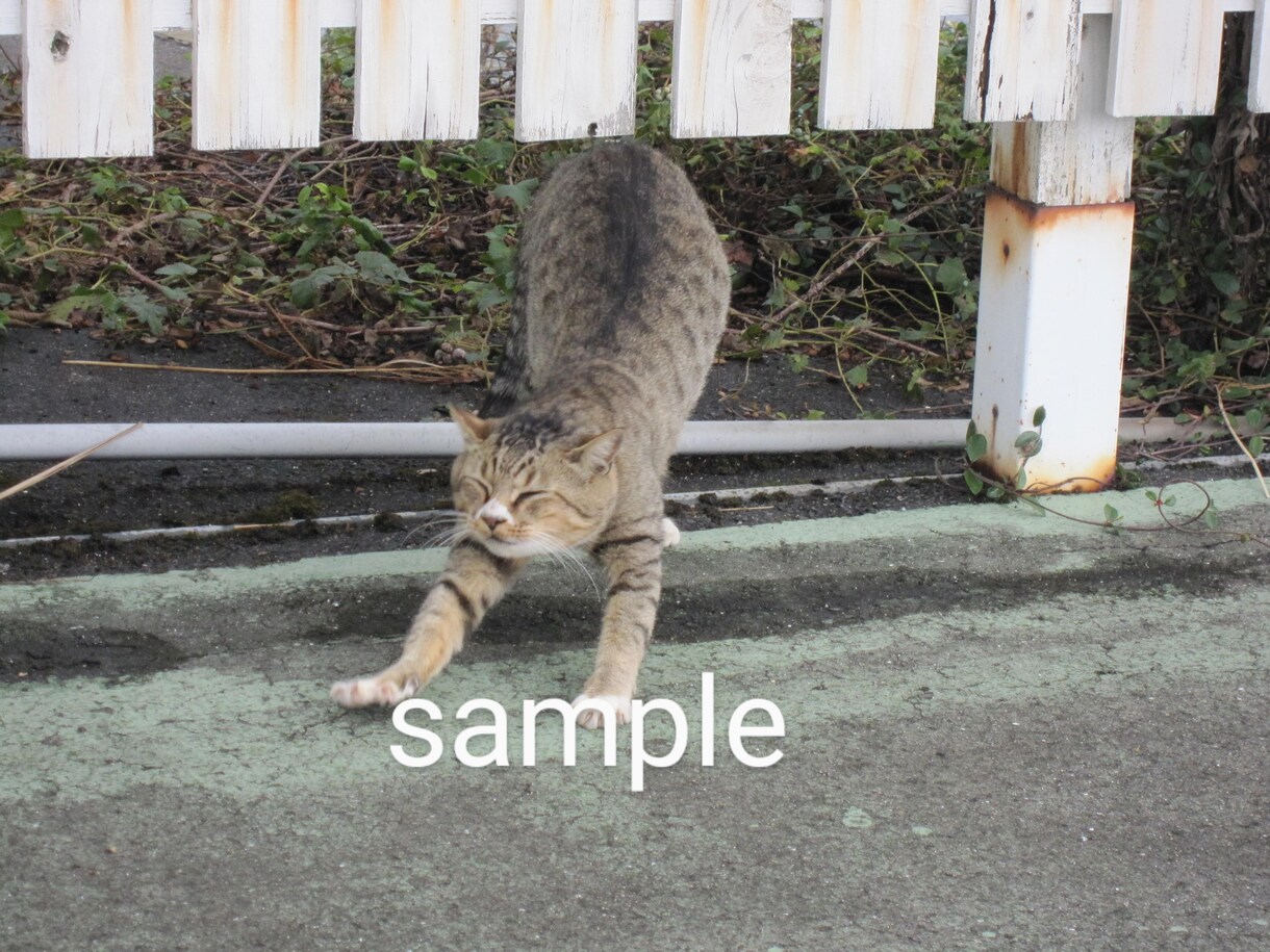 かわいい猫の画像データ提供します のら猫可愛いくて癒されますね。 イメージ3
