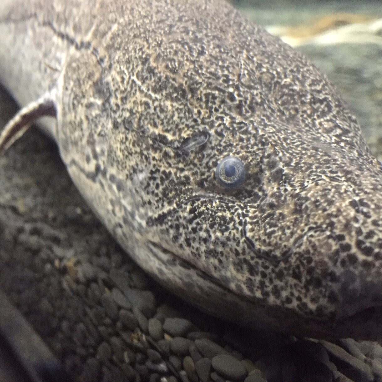 生き物の写真お売りします 自分で水族館や動物園を巡って撮ってきた写真を販売します！ イメージ4