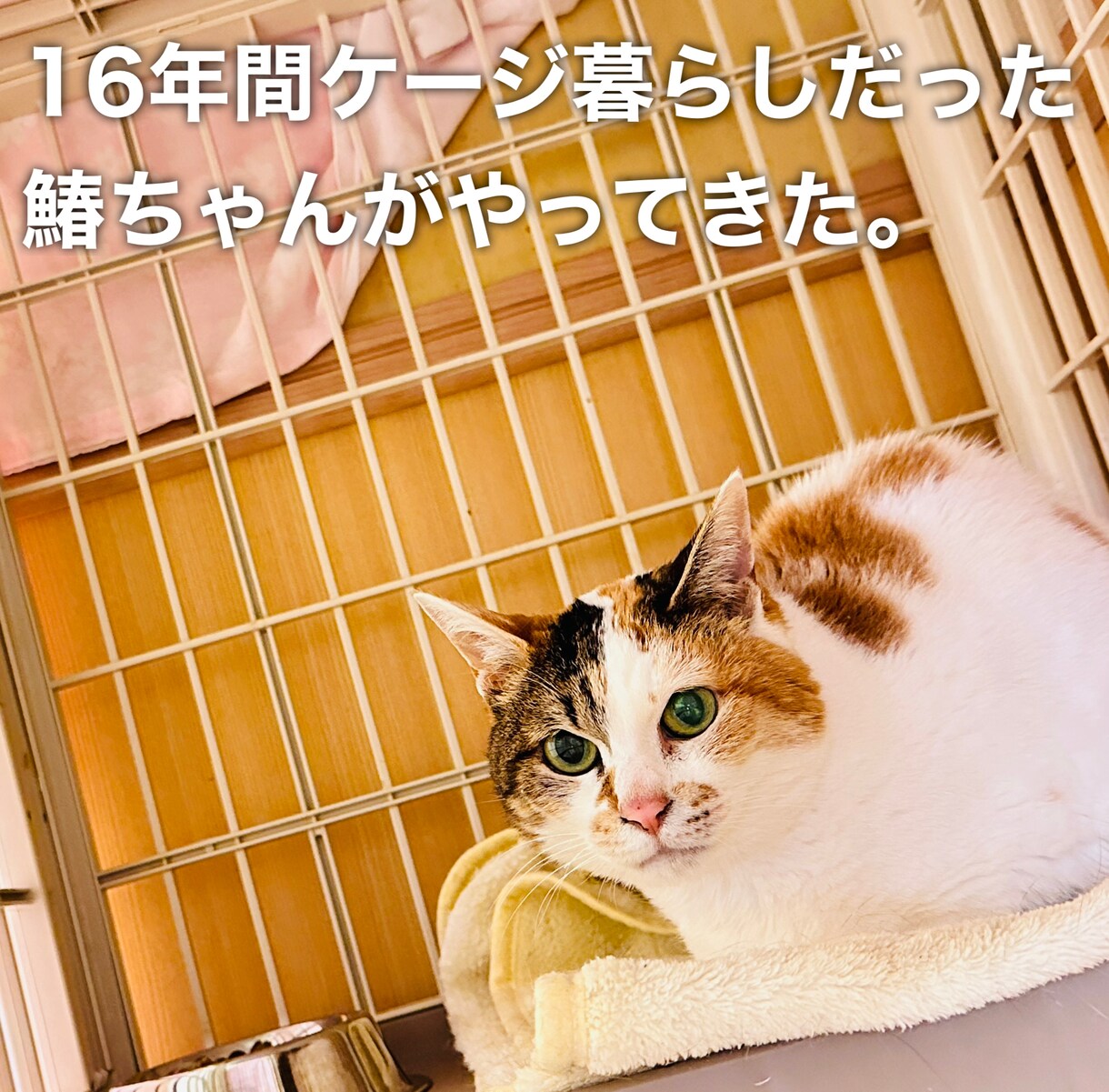 猫に関する相談を動物保護団体代表がお伺い致します 何でもお気軽にお話してくださいね！ イメージ2