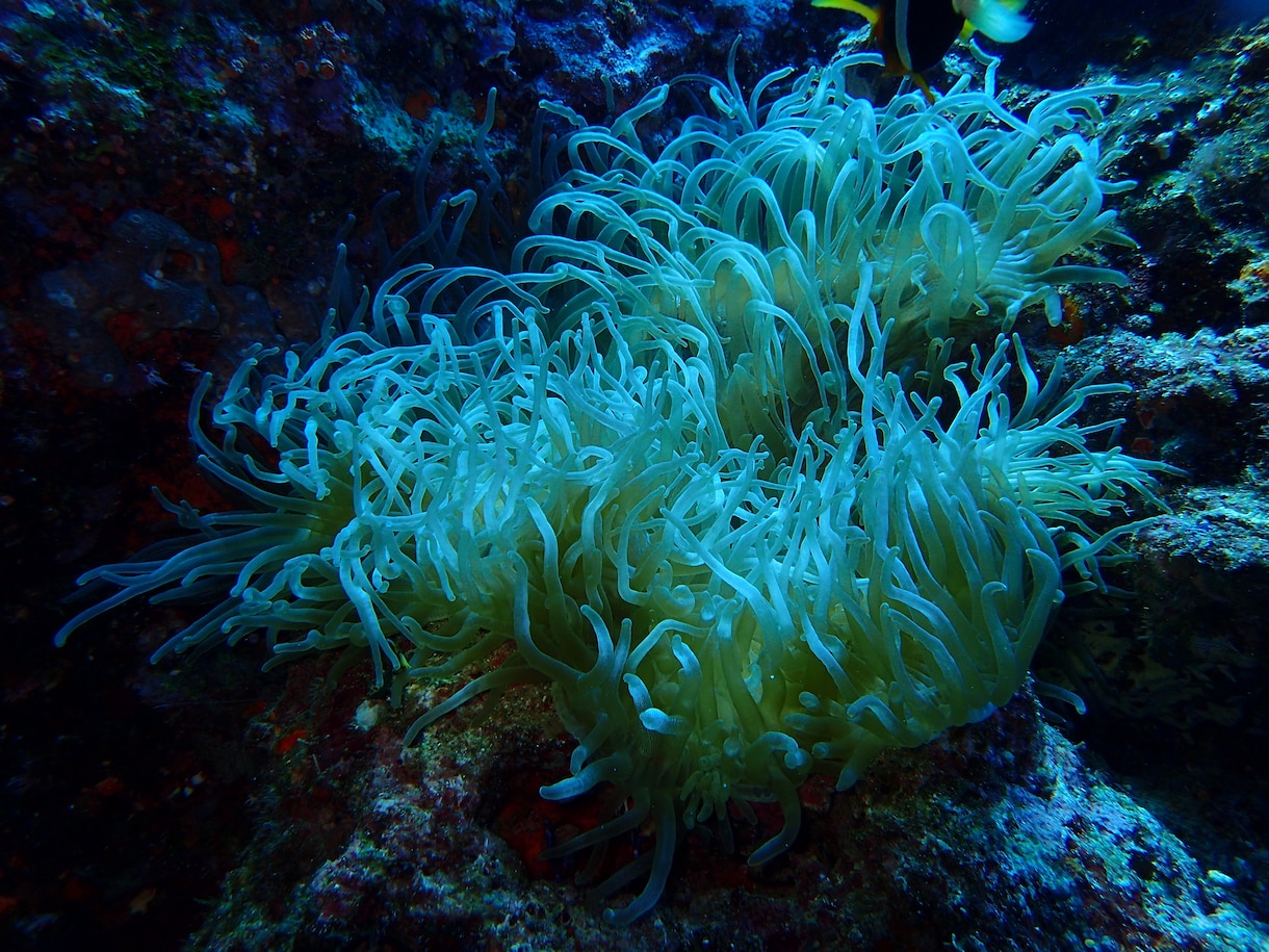 ダイビングで撮った水中写真を提供します 完全オリジナル！魚や珊瑚の水中写真を１枚１００円で！Ｂセット イメージ7