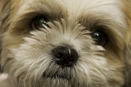 上手な犬のしつけ方　（あなたが愛犬ともっと幸せな暮らしをするために...） イメージ1