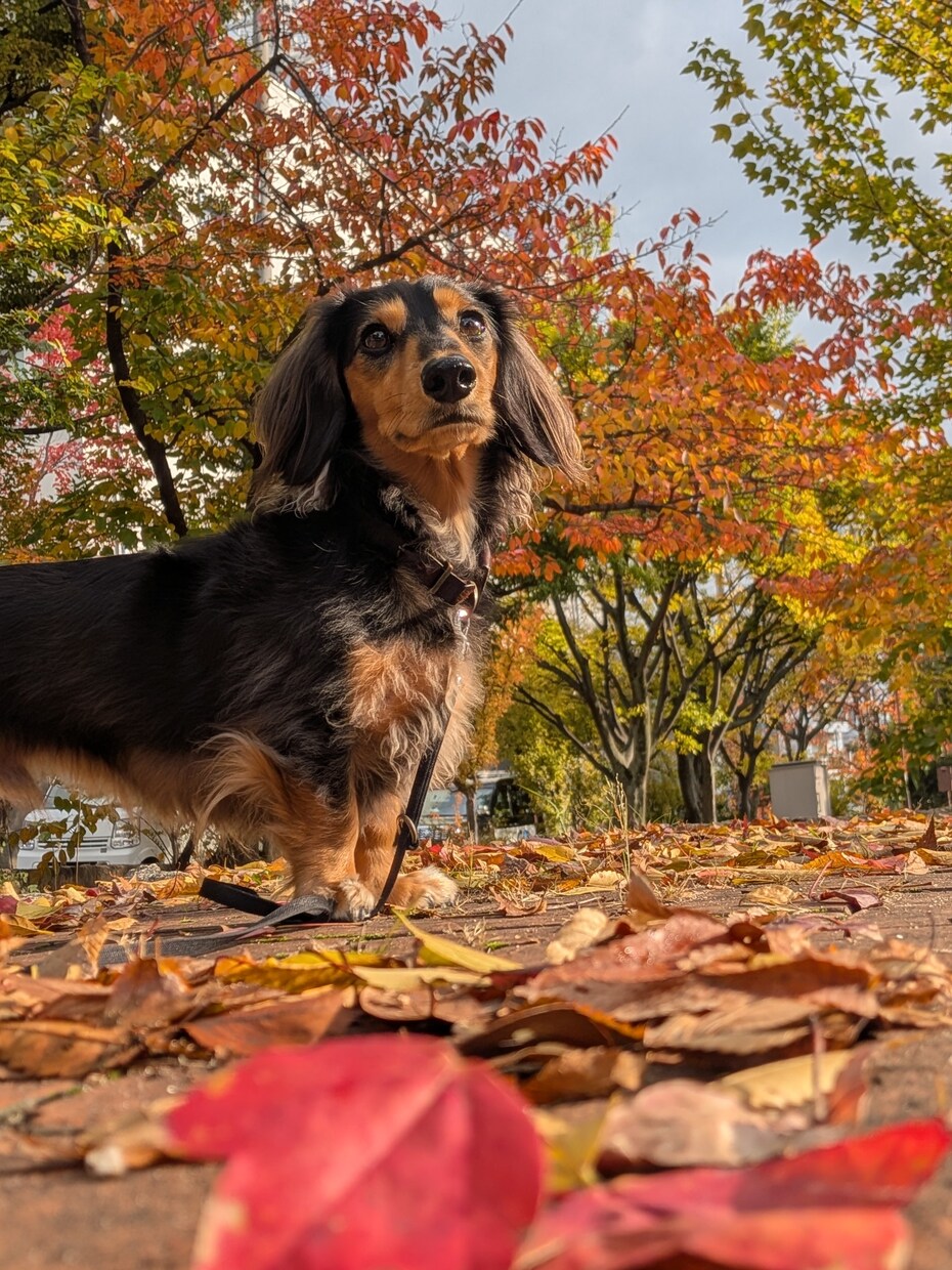 わんこのことご相談のります お迎え前の相談、愛犬とのお楽しみや悩みまでお話聞きます！ イメージ3