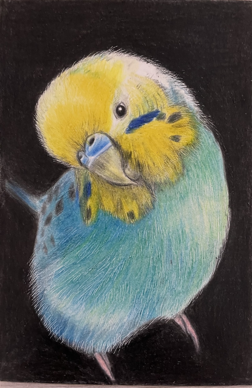 オーダーメイド色鉛筆画　世界に一つの原画になります 愛鳥や野鳥を色鉛筆でひと塗りひと塗りリアルに仕上げます。原画 イメージ4