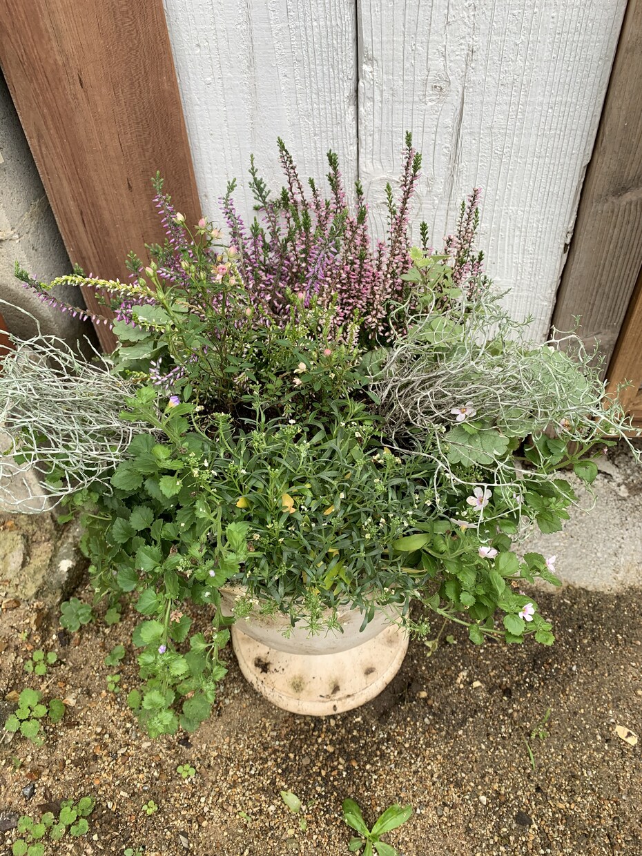 作れない方貴方の代わりに寄せ植えを作ります お庭や玄関を寄せ植えで華やかにしませんか。 イメージ3