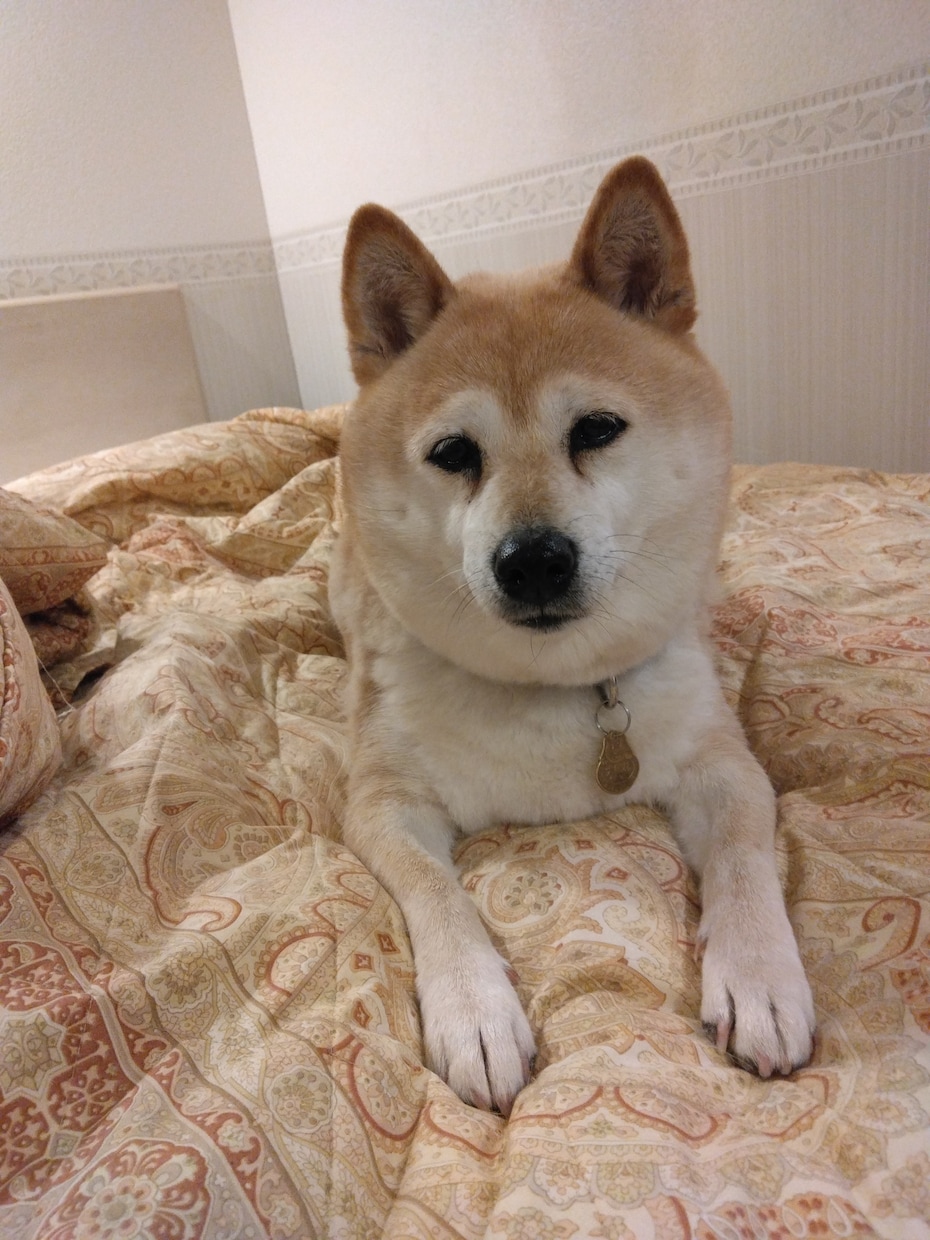 ルーン占い｜今日の流れと愛犬の関係を整えます 愛犬との関係と今日の流れをルーンでやさしく読み解きます イメージ1