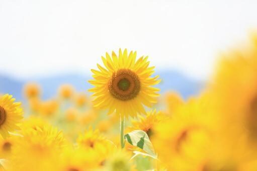 なんとなく、誰かの声を聴きたいとき寄り添います 社会福祉士です♡お電話くださった方のお気持ちに寄り添えます イメージ1