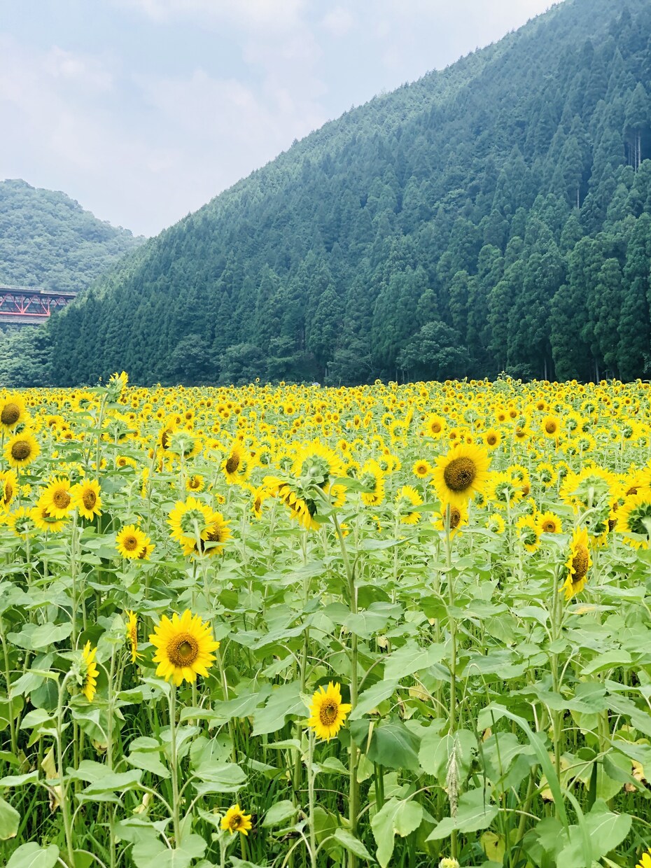 あなたのお話を聞きます 1人で抱え込まないで！優しくぜんぶ受けとめます！ イメージ4
