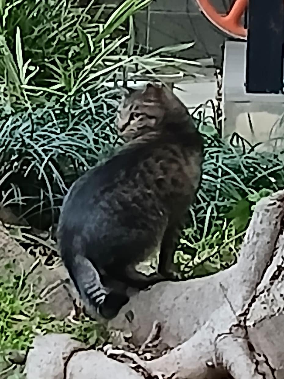 猫探偵のプロが迷子猫・脱走猫の相談に乗ります 捜索100件+の現場から、今どこをどう探すかをお伝えします イメージ3