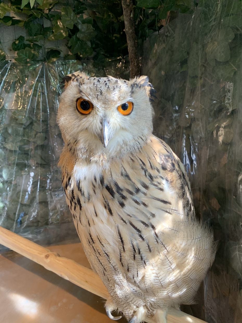 動物・食べ物の写真からイラスト作成致します 2枚目無料！即日仕上げ可能です♪メニューやトプ画にも！ イメージ8
