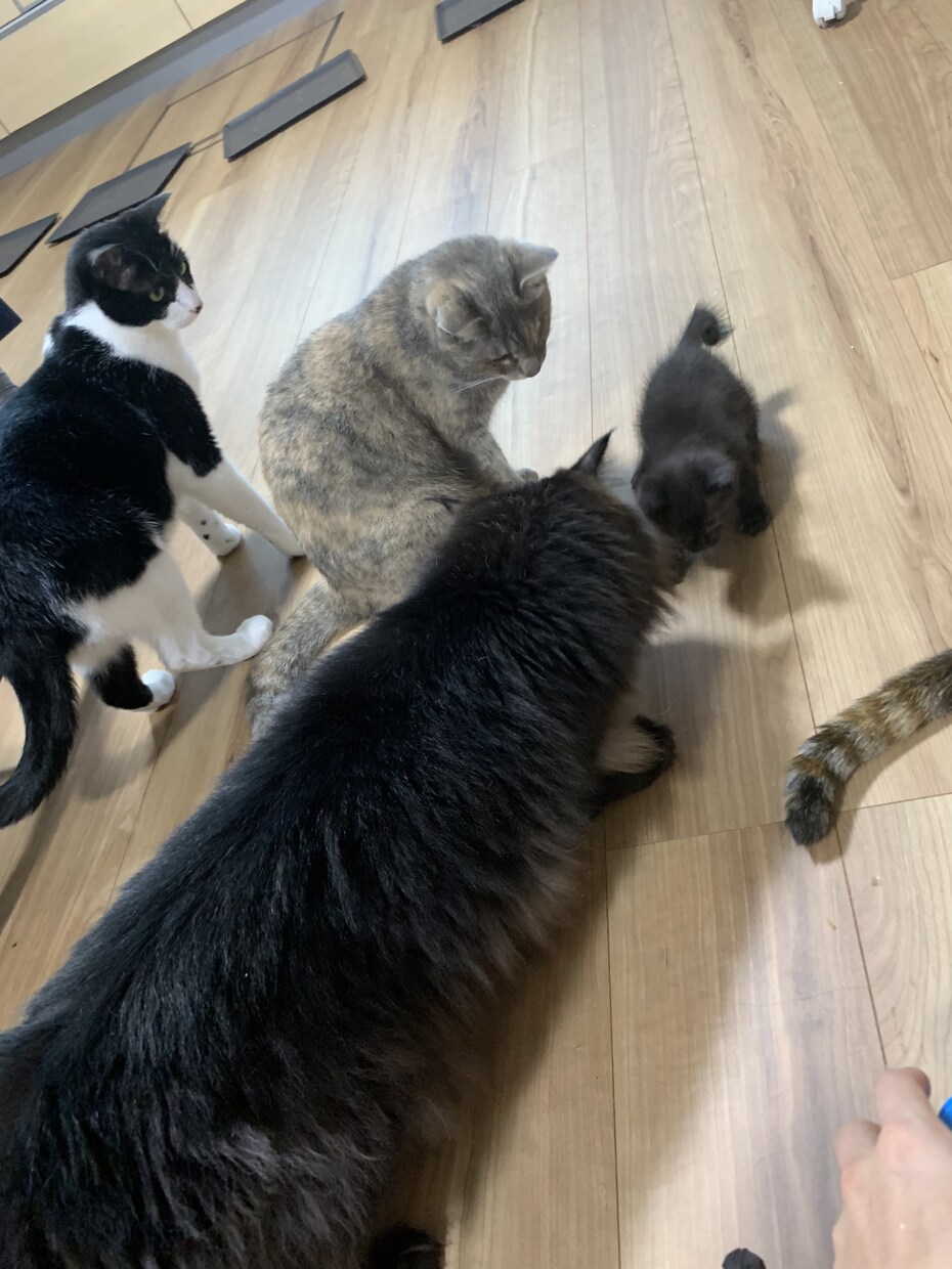 猫16匹&犬1匹の飼い主が犬猫の悩み聞きます ペット業界10年以上！良質な用品、フード、しつけetc… イメージ4