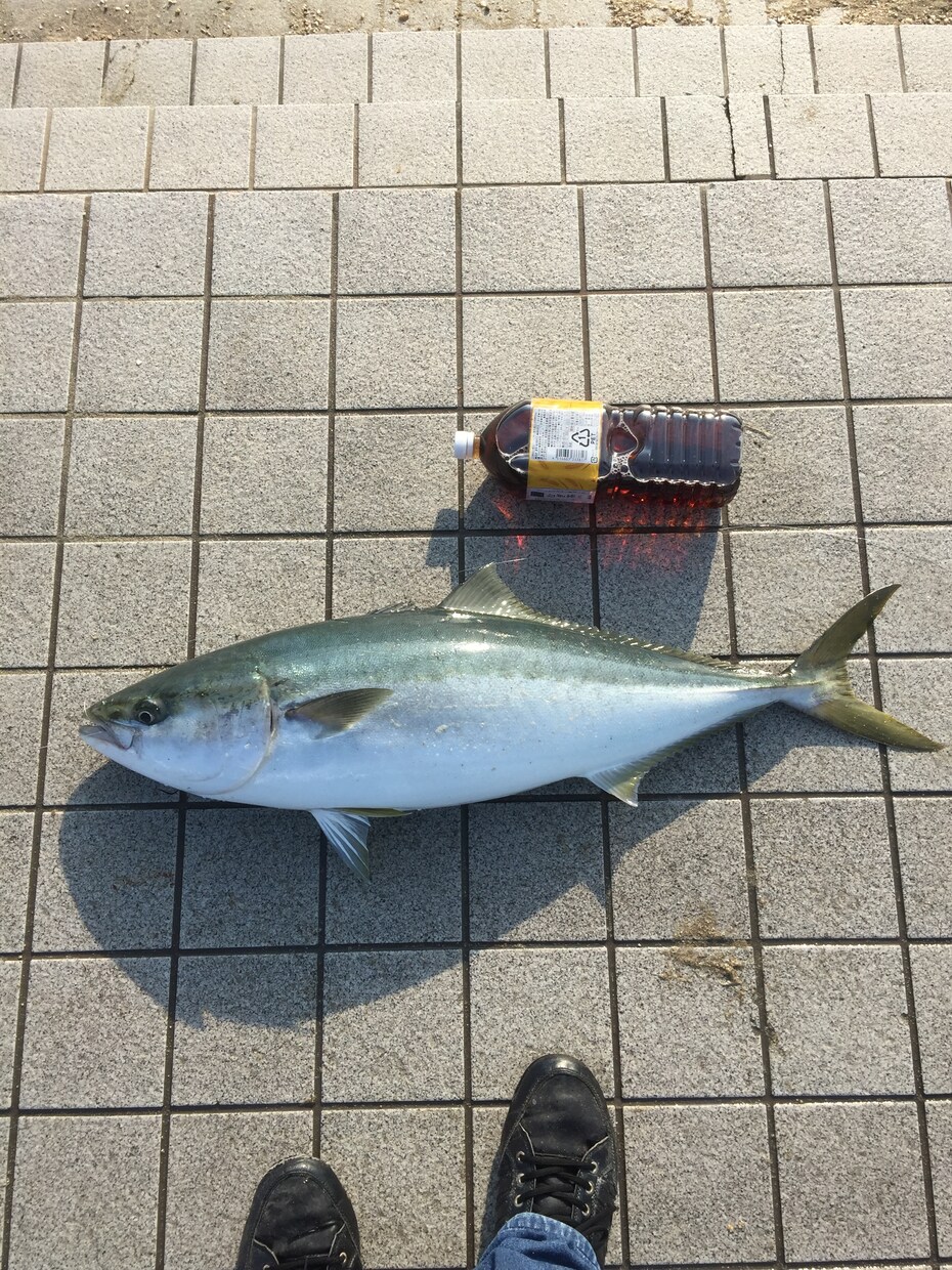 ショアから大物を狙える仕掛けを教えます 青物シーバスなどルアー餌なんでも釣りたい方オススメです イメージ1