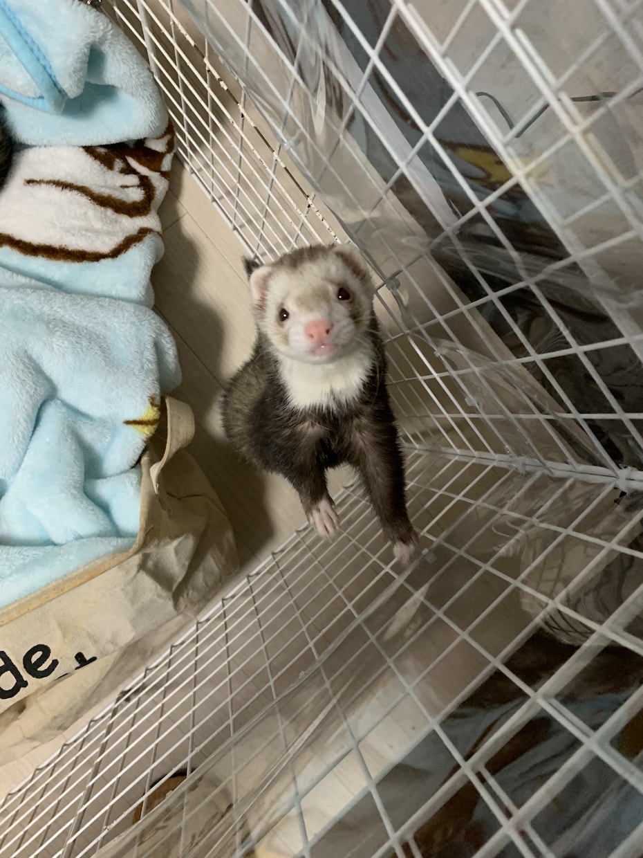 フェレットの飼い方、病気、悩み相談等受け付けます 5匹のフェレットを飼育してきた経験を生かし悩みを解決します！ イメージ1