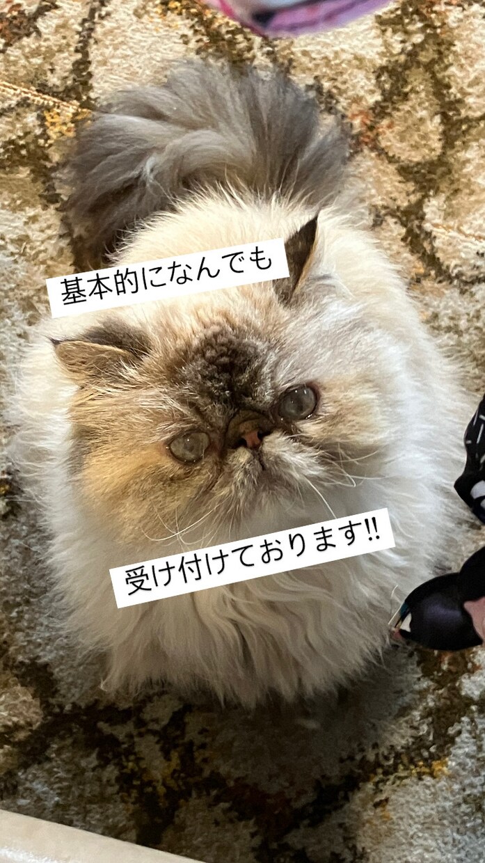 商用利用可能な写真素材1~30枚提供します 具体的には自然の風景、猫や鶏、犬などの動物の写真を提供します イメージ1