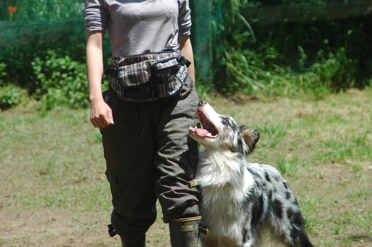 訓練歴40年の引退訓練士が何でもお答えします 愛犬の問題行動すべて理由があります イメージ1