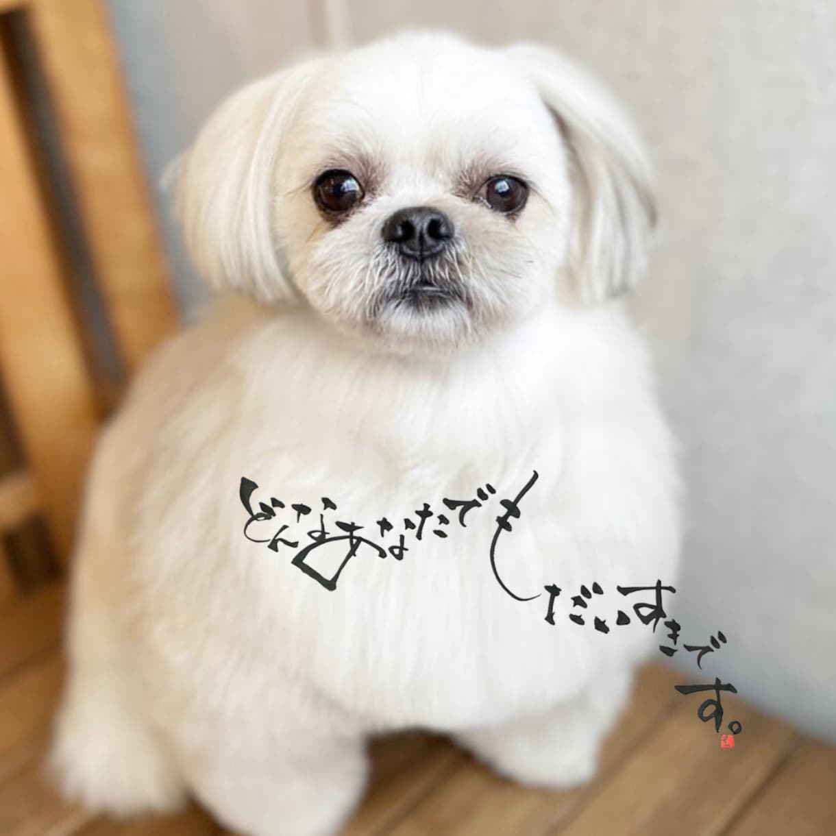 愛しているペットの気持ち♡ペットロスのお話聞きます 楽しい思い出♡一緒に過ごした日々♡ペットちゃんの話だけでも◎ イメージ2