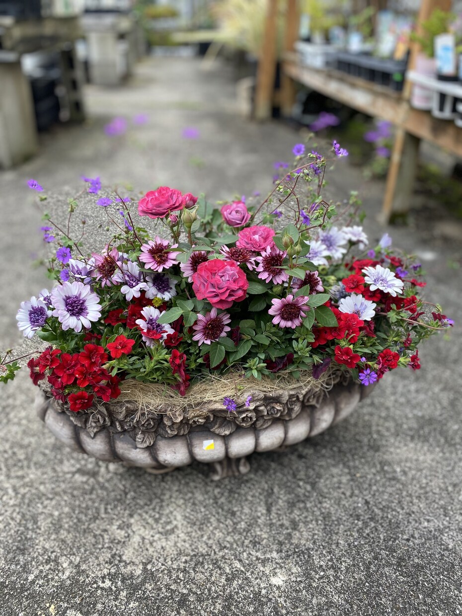 植物に関するお悩みの相談お受けします 園芸店勤務23年の経験を活かして丁寧にアドバイス致します イメージ2