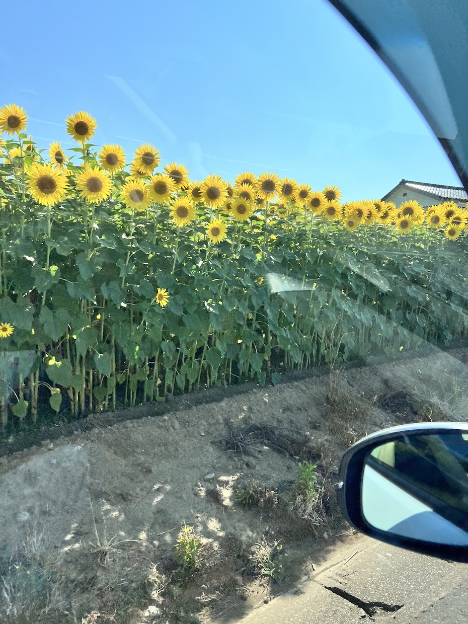プチ看護師ならではの御意見or御相談が出来ます 〜たった5分でもそのモヤモヤした愚痴や悩みを聞きます^ ^〜 イメージ7