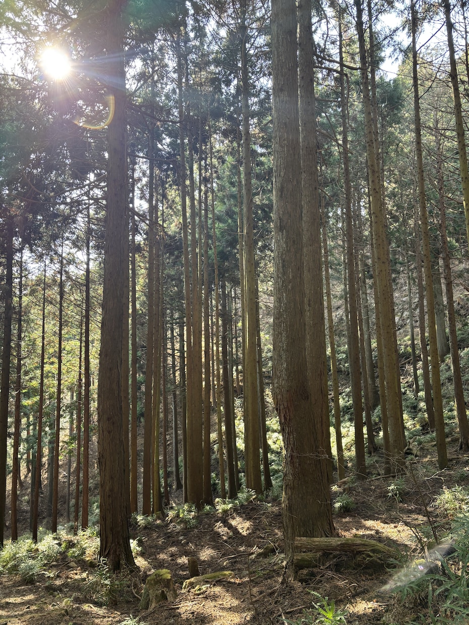発するお言葉でご自身を浄化するお手伝いをします 何でも良いです。心の声を開放するお手伝いをしております。 イメージ2