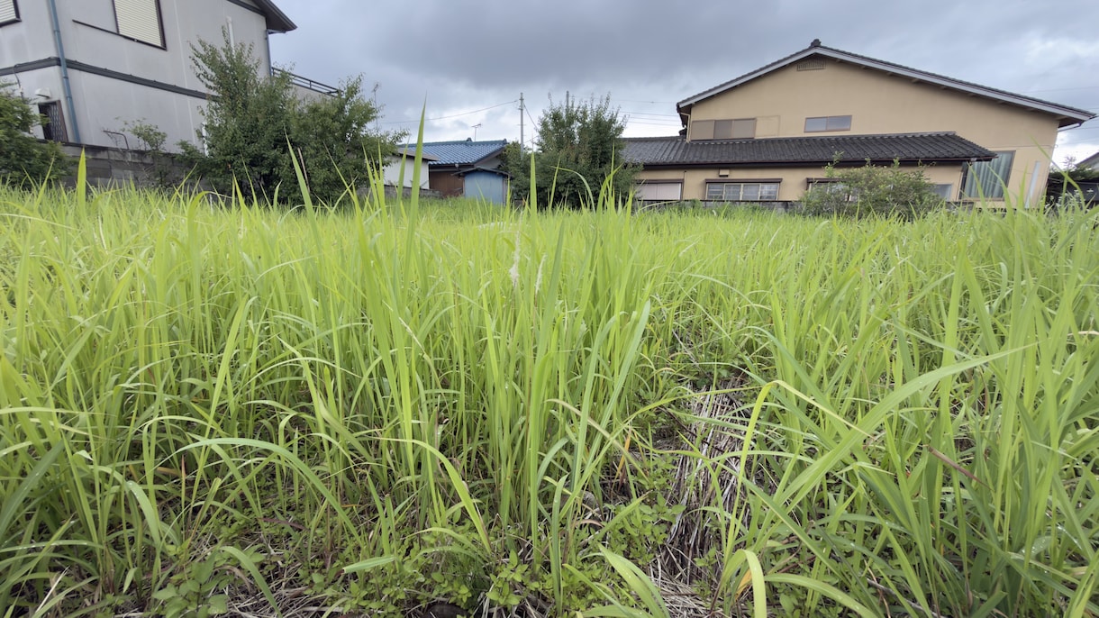 元森林組合×宅建士！空き地の草刈り代行します 立ち会い不要！不動産と山のプロが空き地などの草を刈ります イメージ7