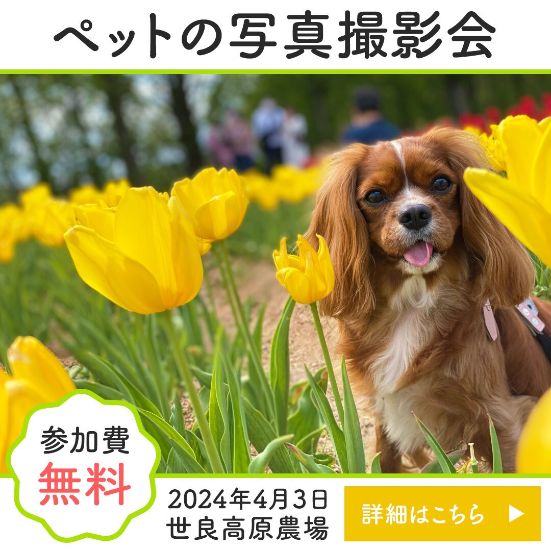思わずタップしたくなるWEB画像作成します 最初の10件限定で低単価にてお受けしております！ イメージ4