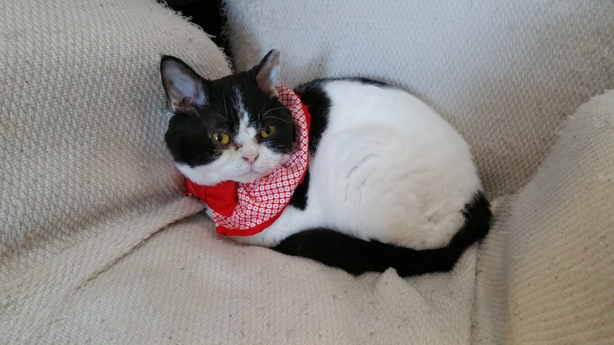 猫好きな方！猫ちゃんの画像を提供致します(｀・ω・´) イメージ2