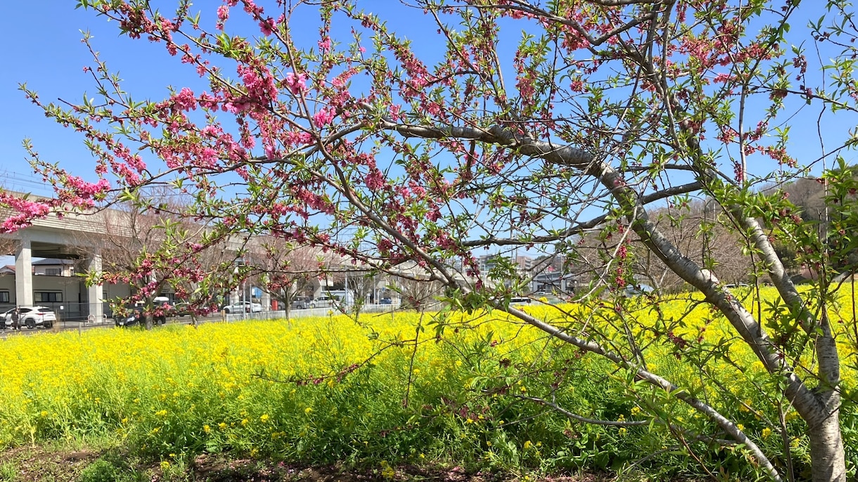 あなたの心を整えるお手伝いをします 対話をして”自分の望む”幸せに近づこう イメージ1