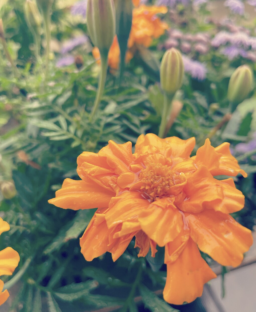 自然を感じられる写真を撮ります 幸せが広がる、笑顔があふれる気持ちになりますように イメージ4