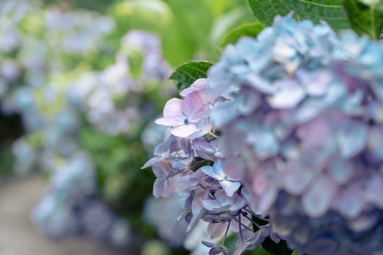 貴方が欲しいおしゃしん、お渡しします 風景画や植物の写真、ご要望のお写真をお渡しします！！ イメージ2