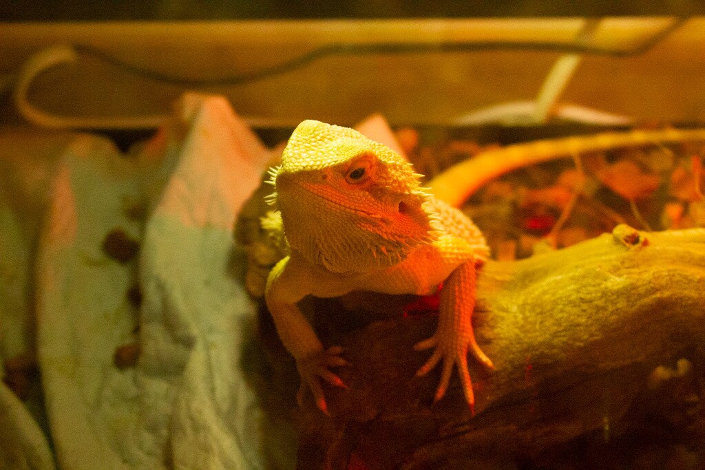 トカゲ、ヘビのご相談お受けします 爬虫類の飼育環境。初心者にもわかりやすくアドバイスいたします イメージ1