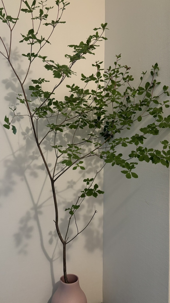 植物全般診断致します 植物の不調に直ぐにアプローチします！ イメージ1