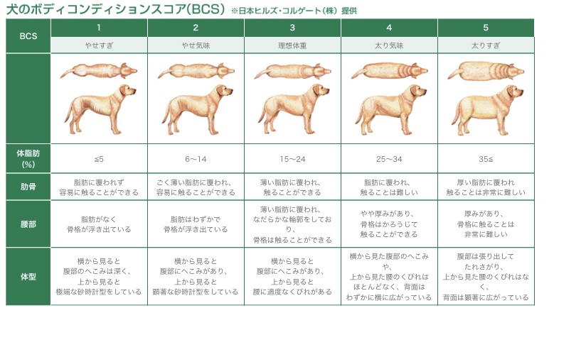 あなた専用！犬のダイエットプログラム考案します 年間200症例！動物理学療法士によるダイエット、生活環境改善 イメージ2