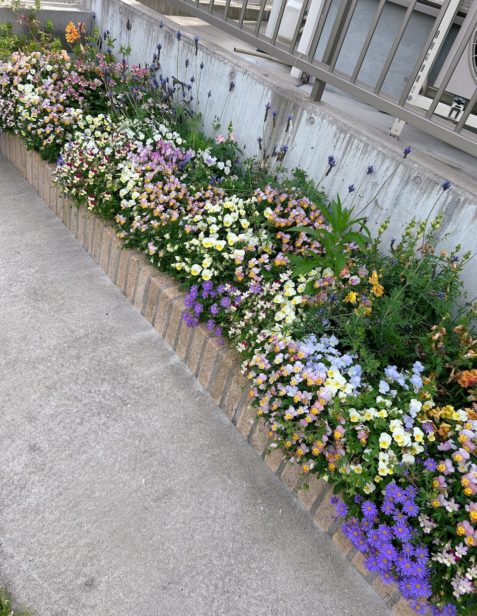 趣味の園芸のお話します 自分の可愛い植物の話をしたい！相談したい！という方大歓迎♡ イメージ3
