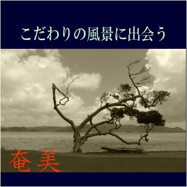 奄美大島をディープにガイドします ここが知りたい！ウェブにはない情報をお伝えします。 イメージ3