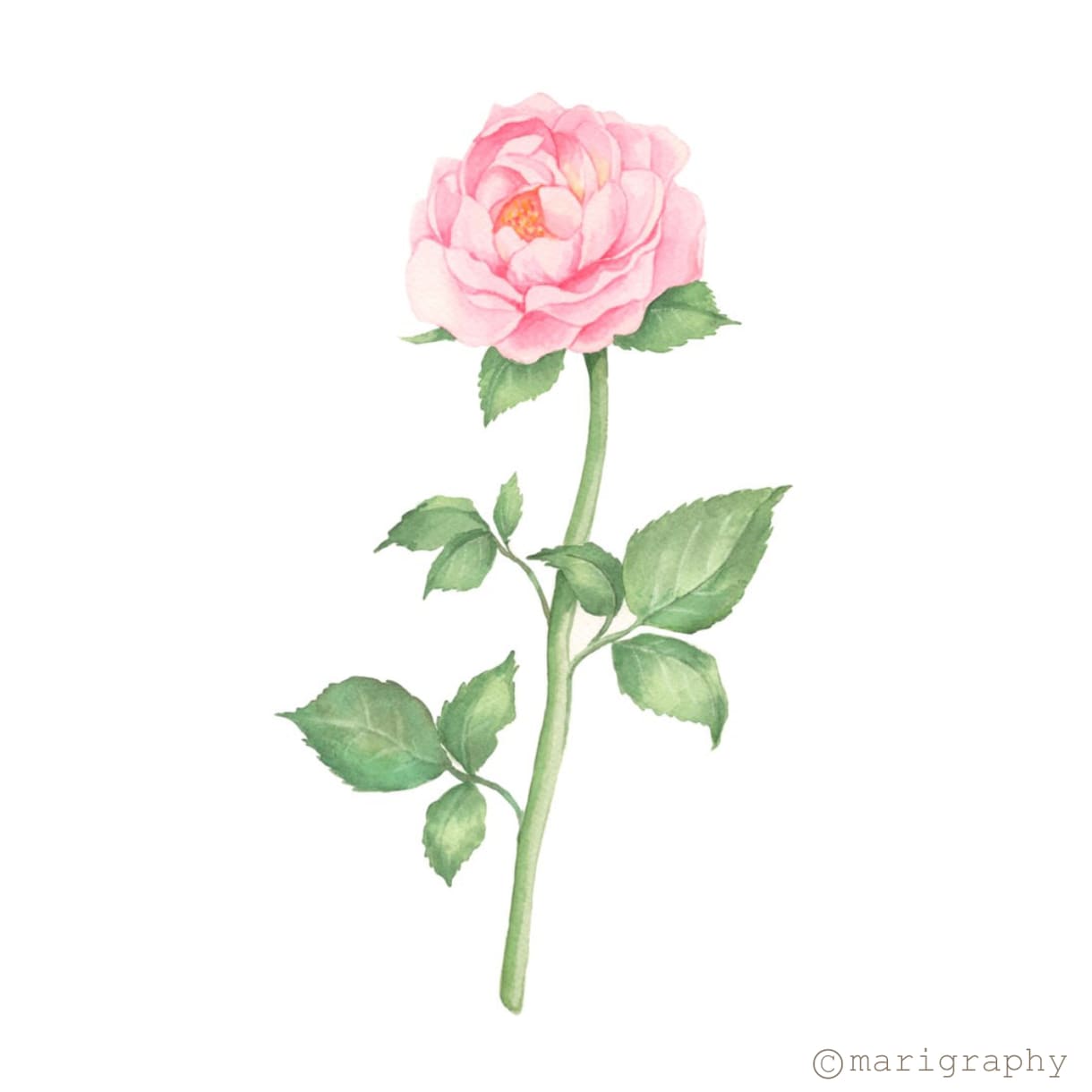 水彩画でお花のイラストを描かせていただきます 〜丁寧なヒアリング〜 温かく優しいタッチが得意です♪ イメージ2