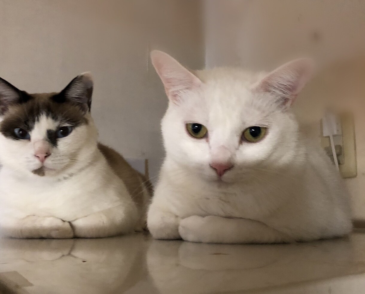 現役猫ボラが猫の多頭飼育の相談にのります 40匹の猫と暮らす現役猫ボラがあらゆる問題を解決に導きます イメージ3