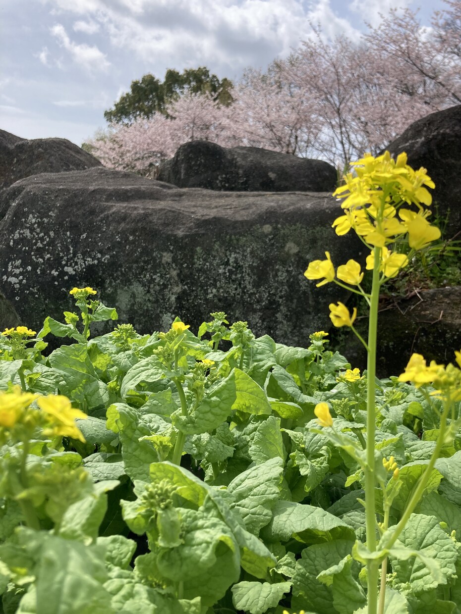 楽しい、嬉しい、腹が立つ、気持に優しく共感します ️ ☘誰かに耳を傾けて、否定しないで話しを聞いて欲しい方へ☘ イメージ4