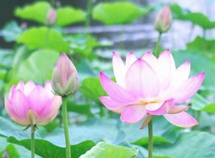 四柱推命＋手相であなたに合った生き方を深堀りします 多角的なアプローチでより良い人生、未来を手にしたい方へ イメージ1
